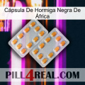 Cápsula De Hormiga Negra De África cialis4